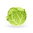 Cabbage